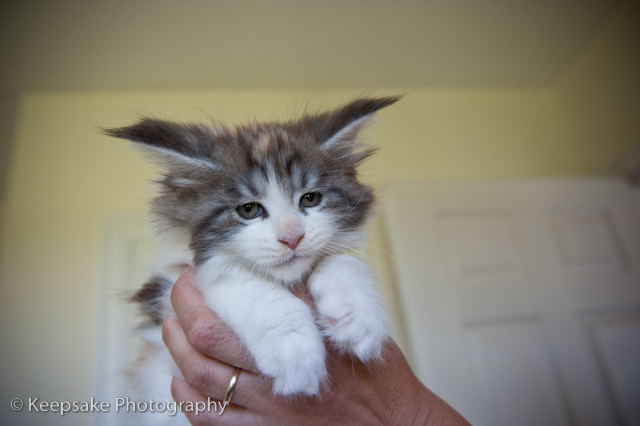 Kittens for blog-2
