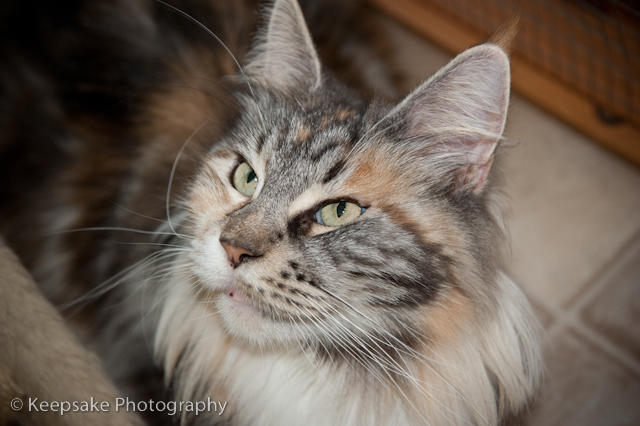 Kittens for blog-3