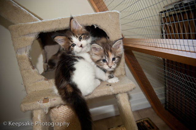 Kittens for blog-4