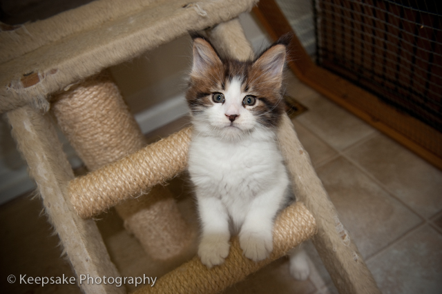 Kittens for blog-5