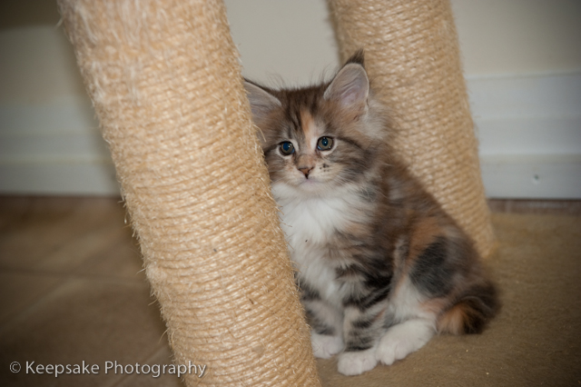 Kittens for blog-6