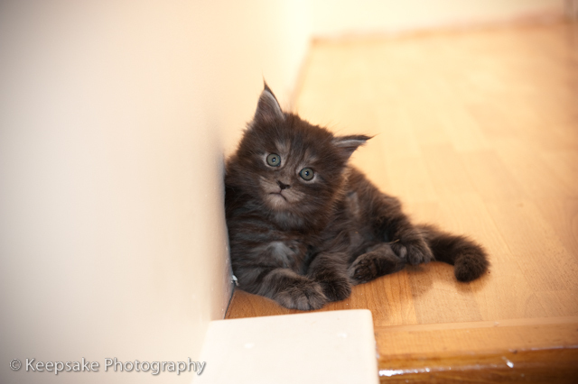 Kittens for blog-7