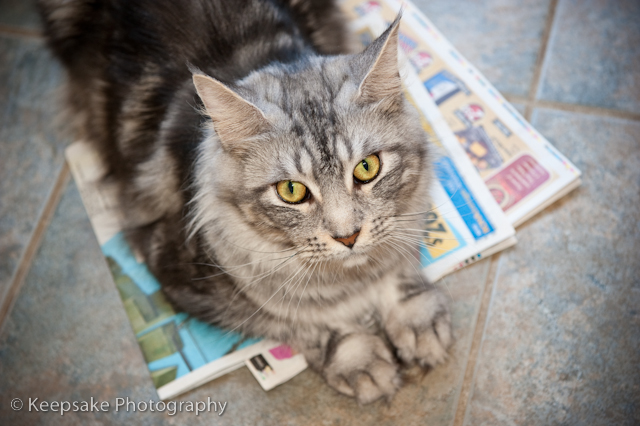 Kittens for blog-8