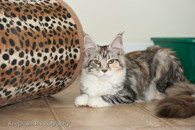 Kittens for blog-9