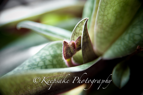 Plants & Car for blog2-4